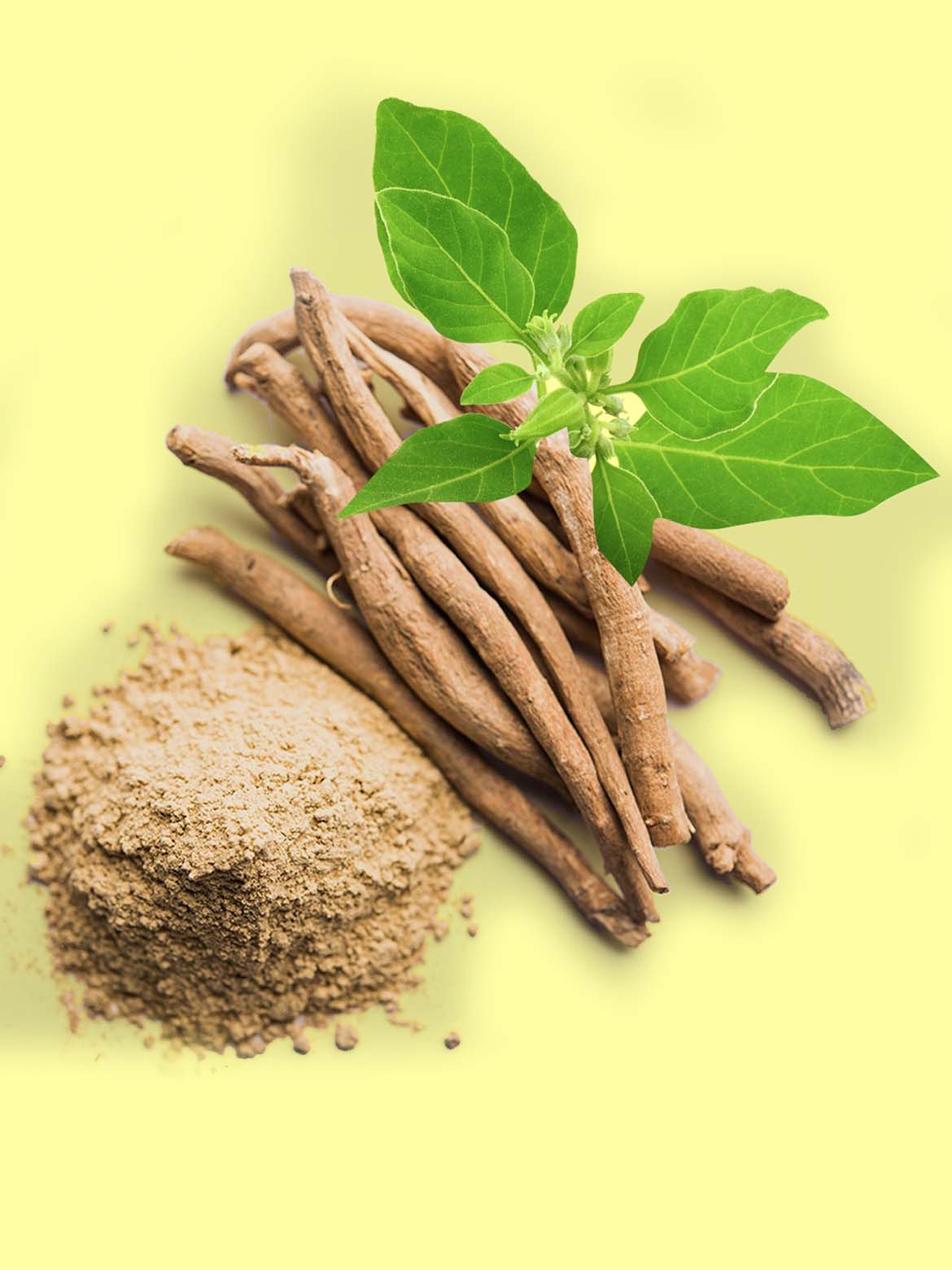 Az Ashwagandha Története és Hagyományos Felhasználásai. Ashwagandha mire jó?